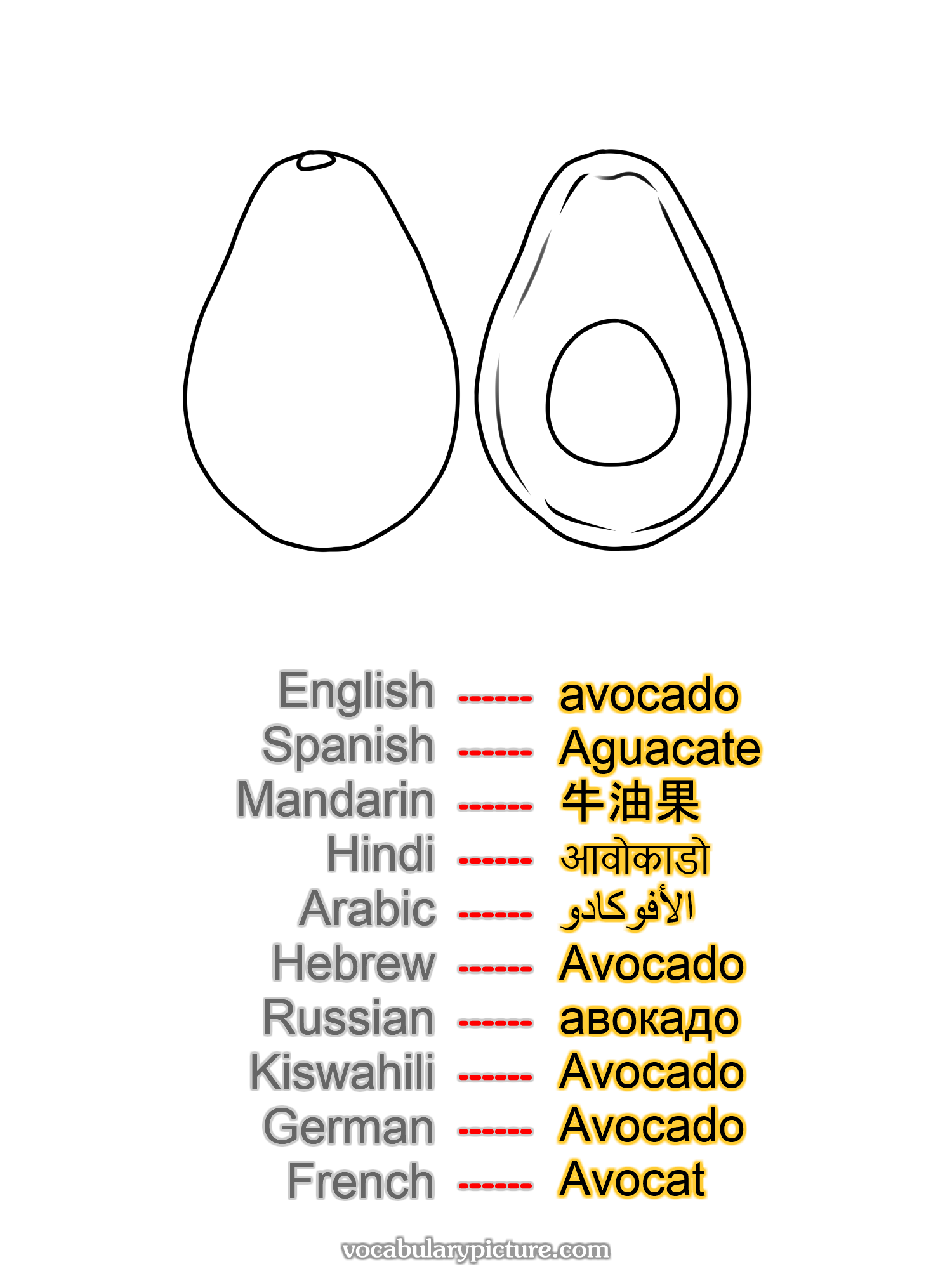 avocado Aguacate 牛油果 आवोकाडो الأفوكادو Avocado авокадо Avocado Avocado Avocat —vocabulary with picture on vocabularypicture.com