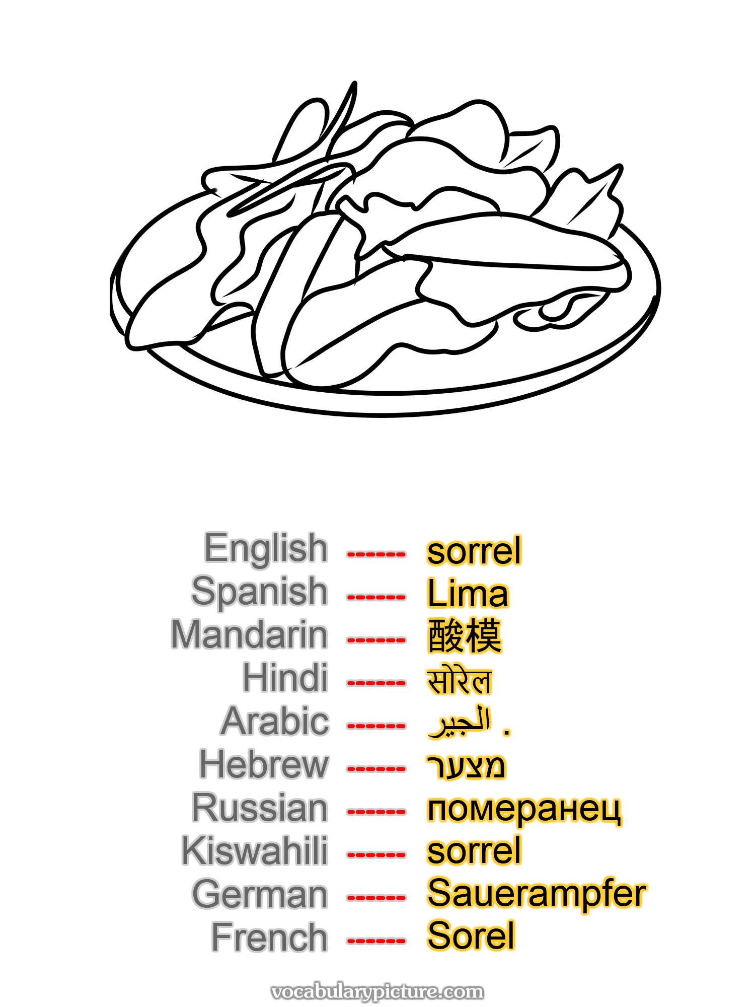 sorrel Lima 酸模 सोरेल الجير . מצער померанец sorrel Sauerampfer Sorel —vocabulary with picture on vocabularypicture.com