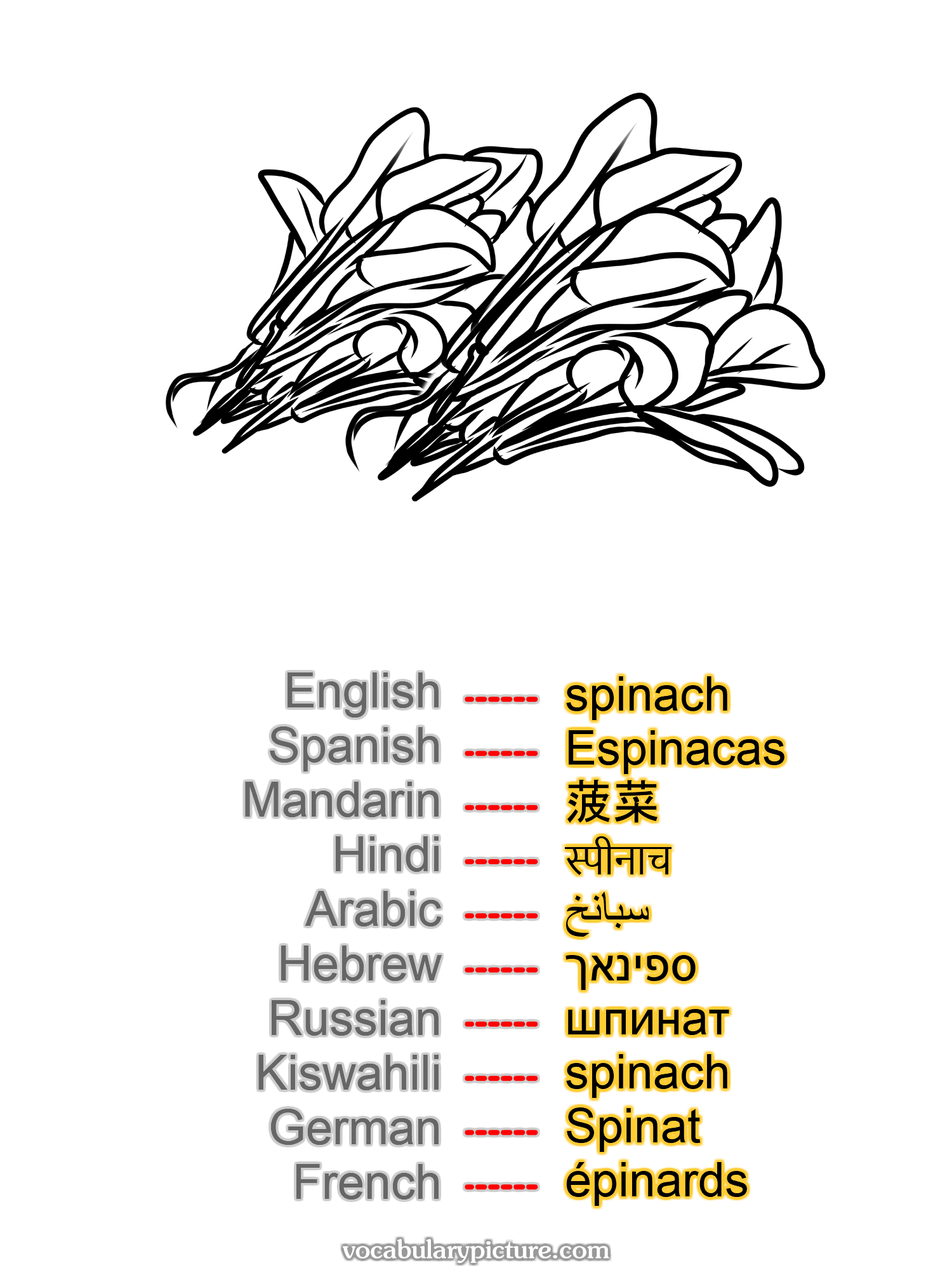 spinach Espinacas 菠菜 स्पीनाच سبانخ ספינאך шпинат spinach Spinat épinards —vocabulary with picture on vocabularypicture.com