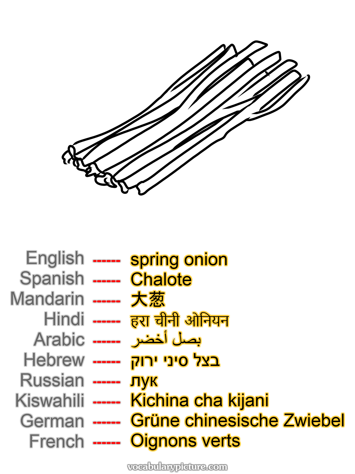 spring onion Chalote 大葱 हरा चीनी ओनियन بصل أخضر בצל סיני ירוק лук Kichina cha kijani Grüne chinesische Zwiebel Oignons verts —vocabulary with picture on vocabularypicture.com