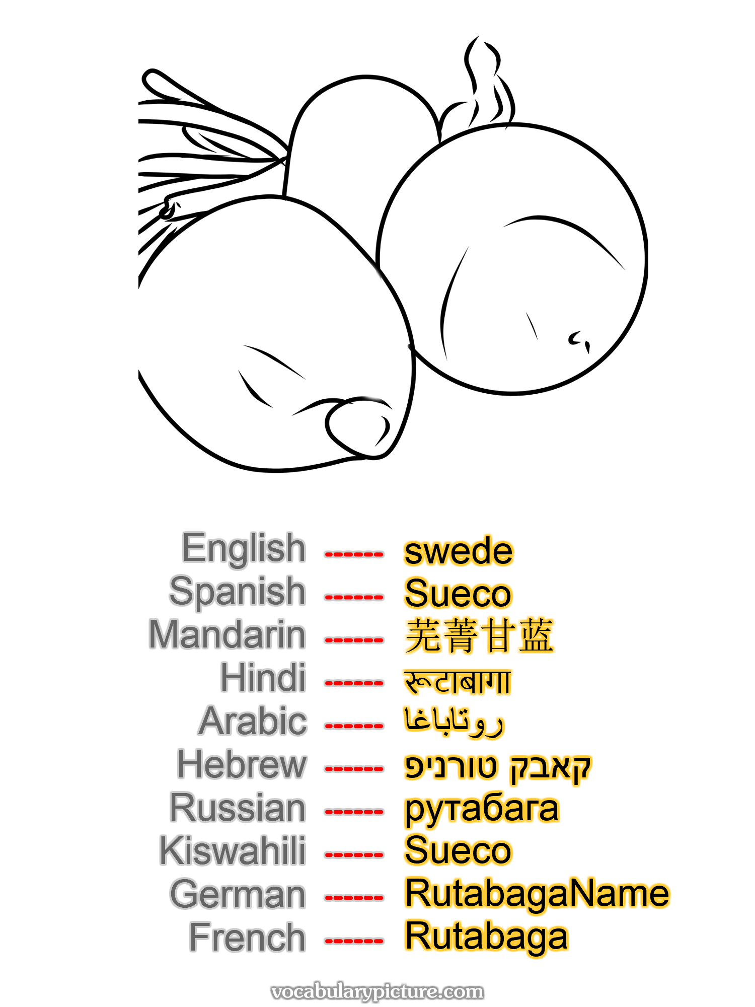 swede Sueco 芜菁甘蓝 रूटाबागा روتاباغا קאבק טורניפ рутабага Sueco RutabagaName Rutabaga —vocabulary with picture on vocabularypicture.com