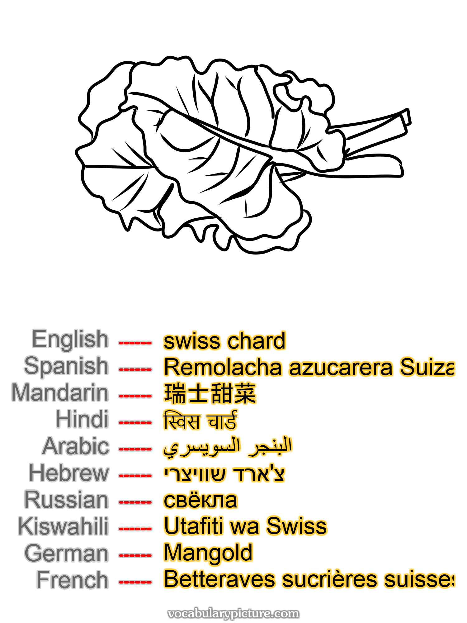 swiss chard Remolacha azucarera Suiza 瑞士甜菜 स्विस चार्ड البنجر السويسري צ'ארד שוויצרי свёкла Utafiti wa Swiss Mangold Betteraves sucrières suisses —vocabulary with picture on vocabularypicture.com